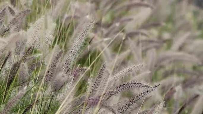 草花上的风