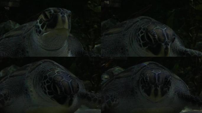 玳瑁海龟