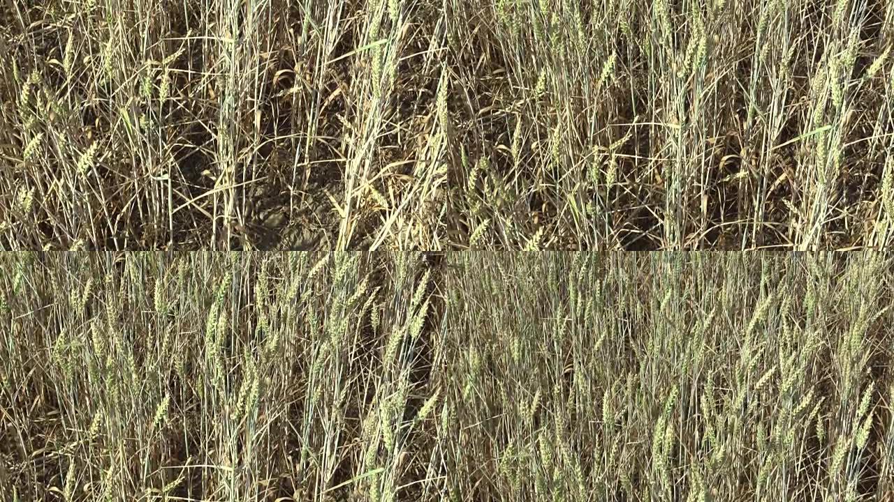 非常干旱的旱地小麦未成熟的耳朵和叶子和茎，干燥土壤，气候变化，灾害和地球裂缝，植物死亡和土壤退化