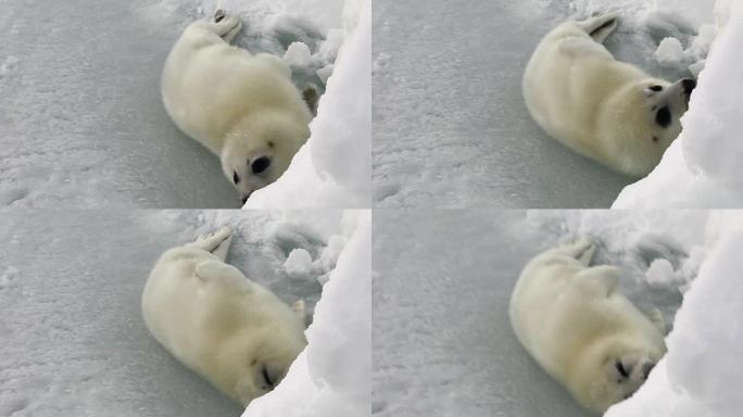 可爱的新生海豹在俄罗斯白海的冰面上。