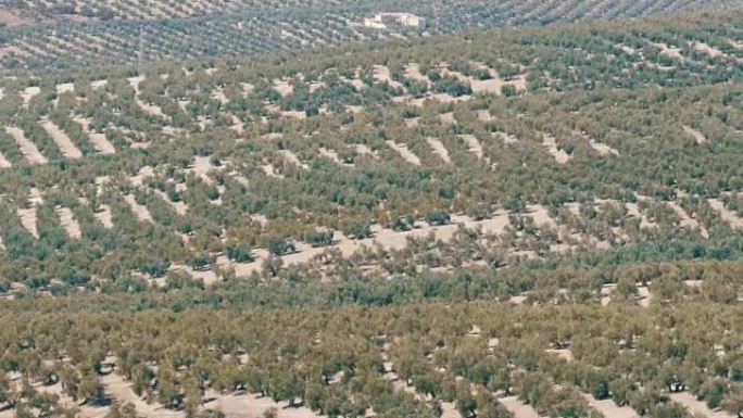 在干燥的西班牙土壤上生长的巨大橄榄树的俯视图