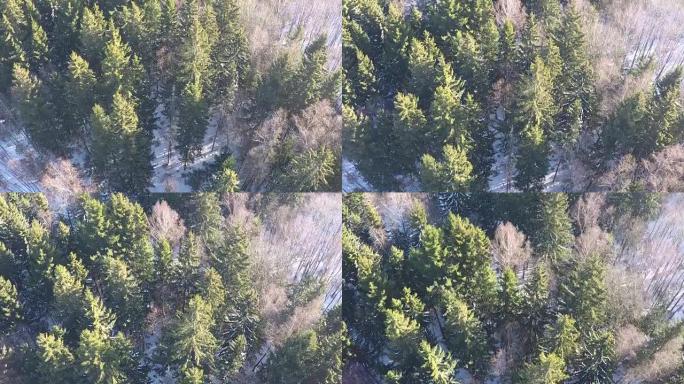 冬季混交林中的针叶树和桦树，鸟瞰图