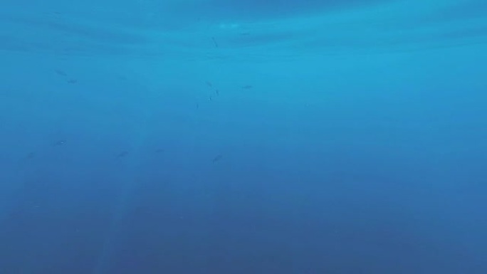 红海的海底世界。玛莎·阿拉姆