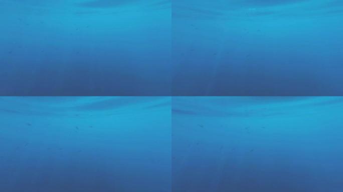 红海的海底世界。玛莎·阿拉姆