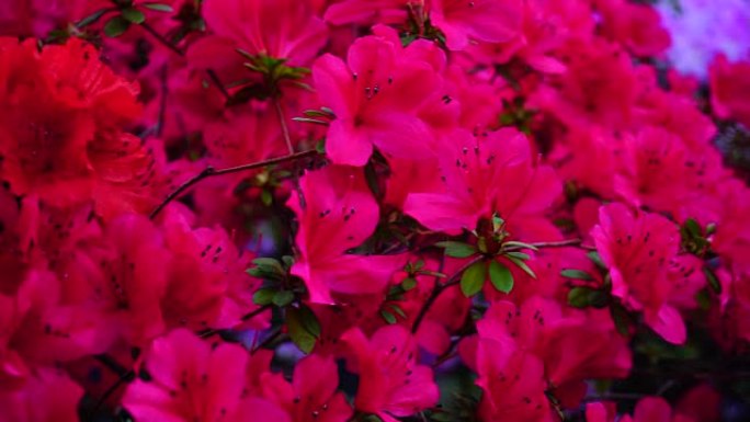 花园中绽放的粉红色和红色花朵