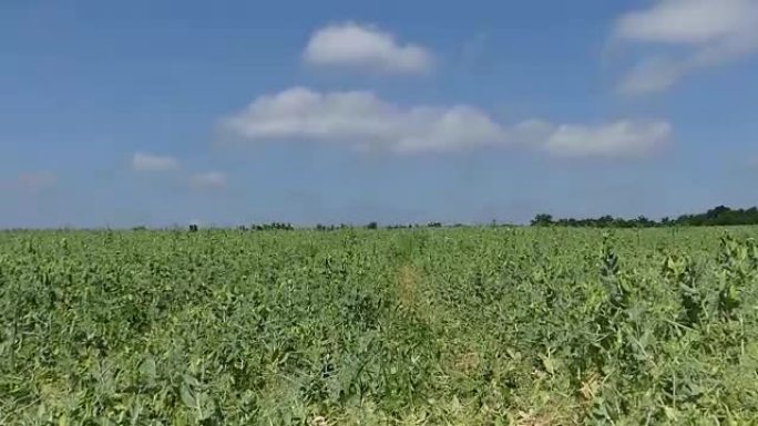 田里是用豌豆播种的。豌豆产量。在一个阳光明媚的下午，豌豆田。