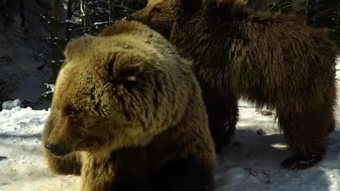 冬季森林中的棕熊。两只熊在雪地里吃饭。妈妈和她的幼崽。
