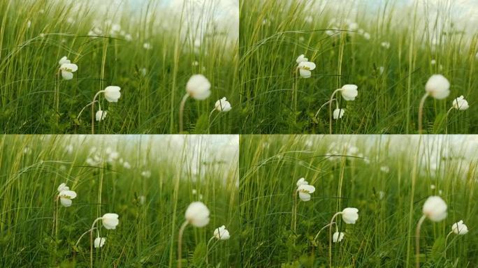 夏天的白花从风中摇曳