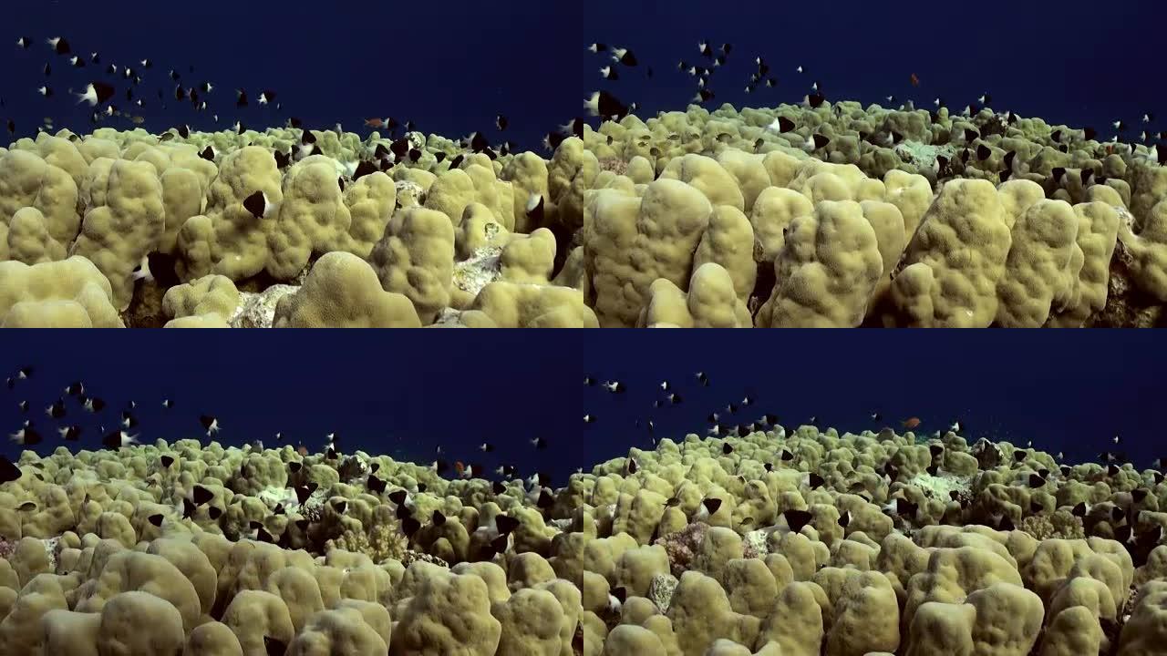 鹿角珊瑚，有雀毛和黄花。