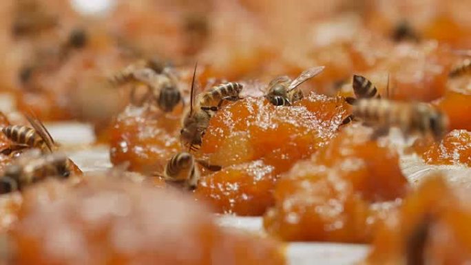 蜜蜂在强烈的阳光下在芒果果酱上找到花蜜。