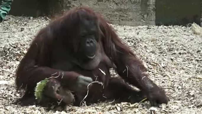 猩猩 (Pongo pygmaeus) 肖像。