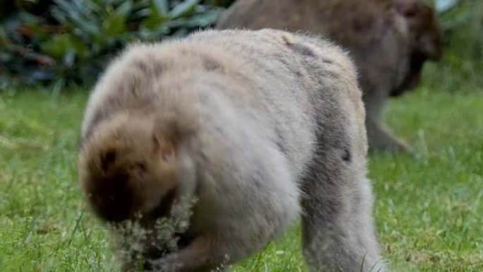 巴巴里猕猴抱着她的孩子在下面