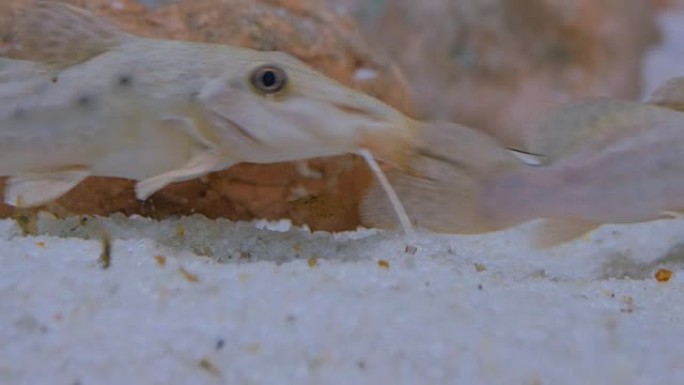 一些在水族馆游泳的猫鱼