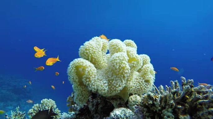Coral reef and beautiful fish.  Underwater life in