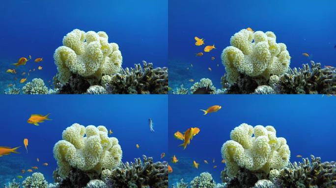 Coral reef and beautiful fish.  Underwater life in