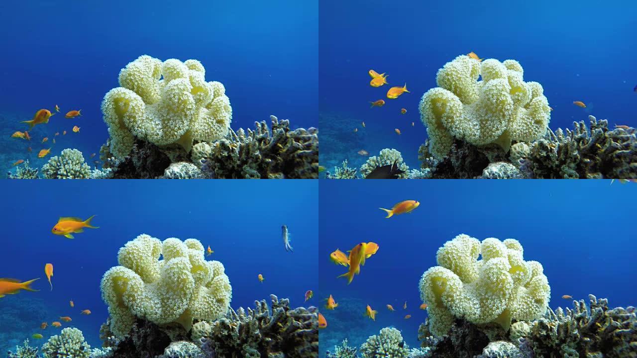 Coral reef and beautiful fish.  Underwater life in