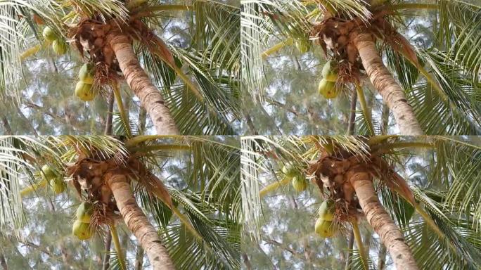 海滩上的椰子树。棕榈树上的大绿色椰子从下面特写