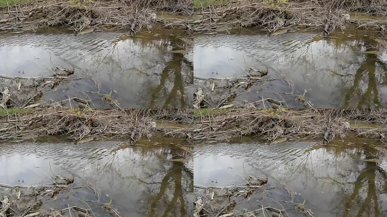 一条被树枝堵塞的小河河床。