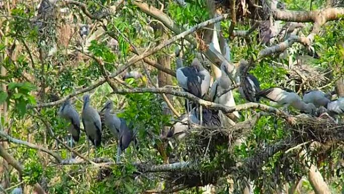 泰国武里南省天然鸟类公园的鹤鸟生活