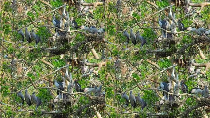 泰国武里南省天然鸟类公园的鹤鸟生活