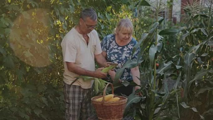 农民在农场收获玉米，将果壳从摇杆上摘下，然后将其折叠成篮子。一男一女在家里互相帮助