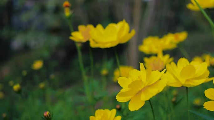 路边的宇宙花和黄色星舰花视频