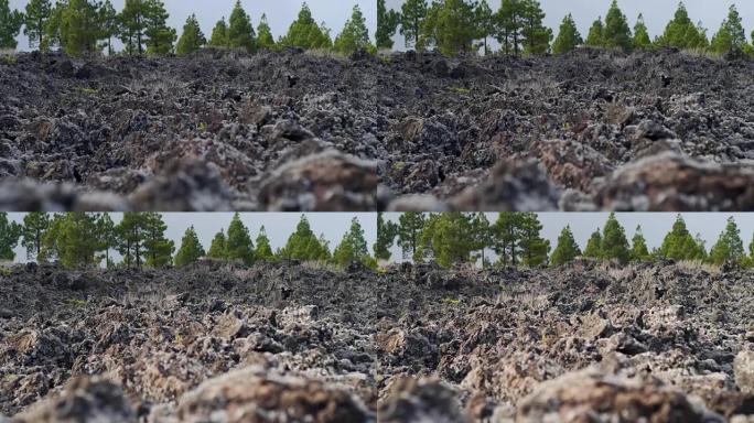 湿火山熔岩长满苔藓和地衣