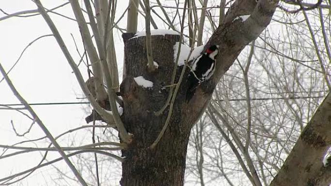 红胸啄木鸟爬树寻找食物。提取。狩猎。冬天