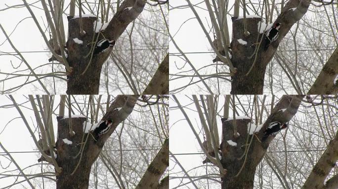红胸啄木鸟爬树寻找食物。提取。狩猎。冬天