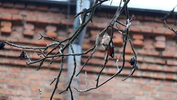 白背啄木鸟在裸露的坚果树枝上寻找昆虫 (Dendrocopos leucotos)