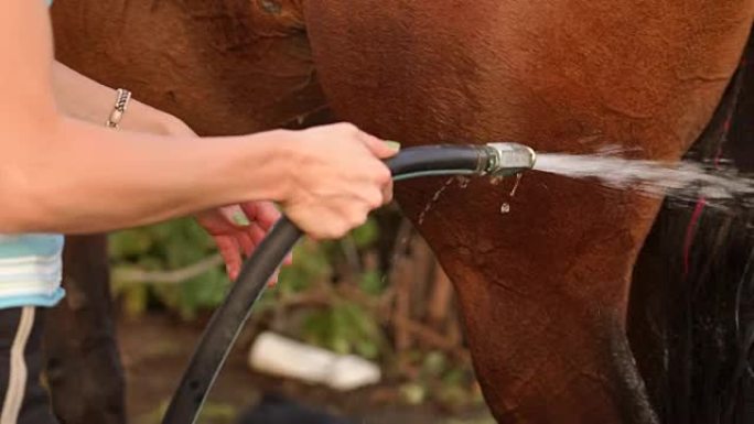 女孩的特写镜头用软管洗一匹棕色的马。