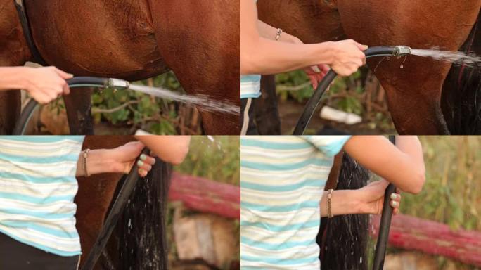 女孩的特写镜头用软管洗一匹棕色的马。