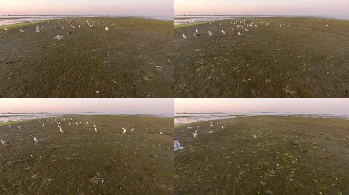日落时在Dzharylhach岛海岸起飞的海鸥的航拍