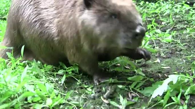 Beaver eating in natural environment