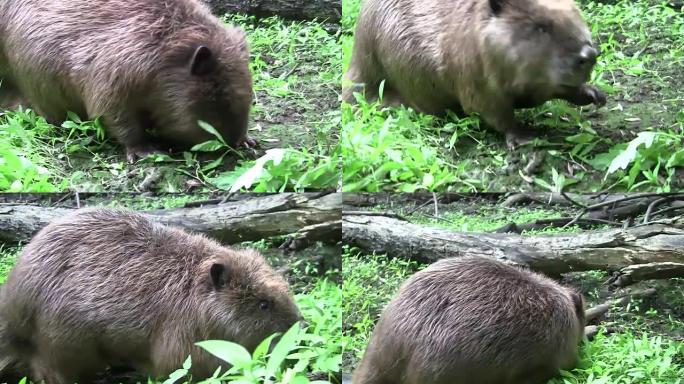 Beaver eating in natural environment