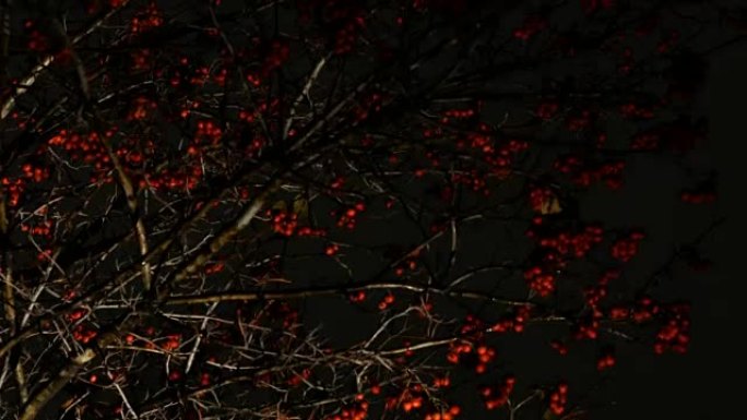 夜空背景下的罗文红与飞叶