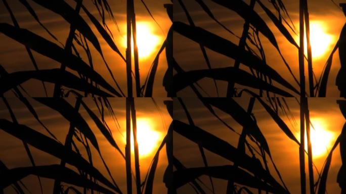 日落穿过竹芦苇