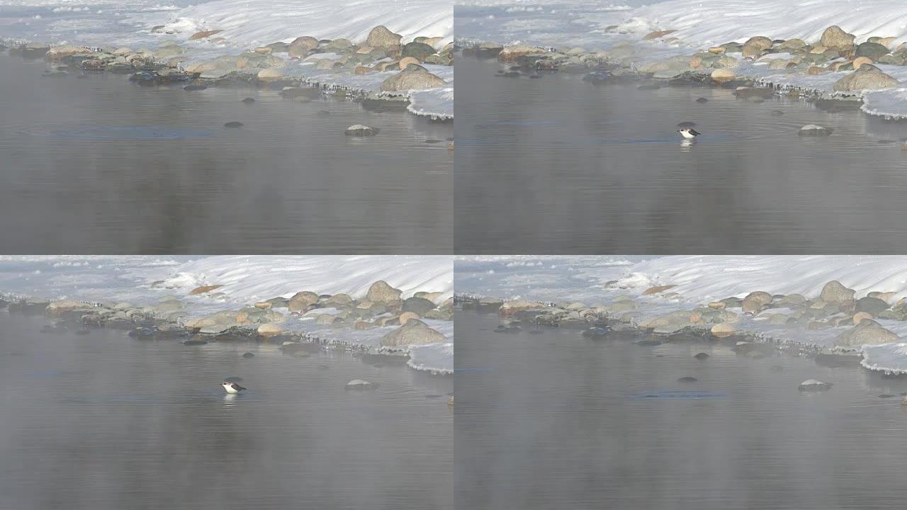 冬季阿尔泰河卡屯水中的鸟白喉北斗七星