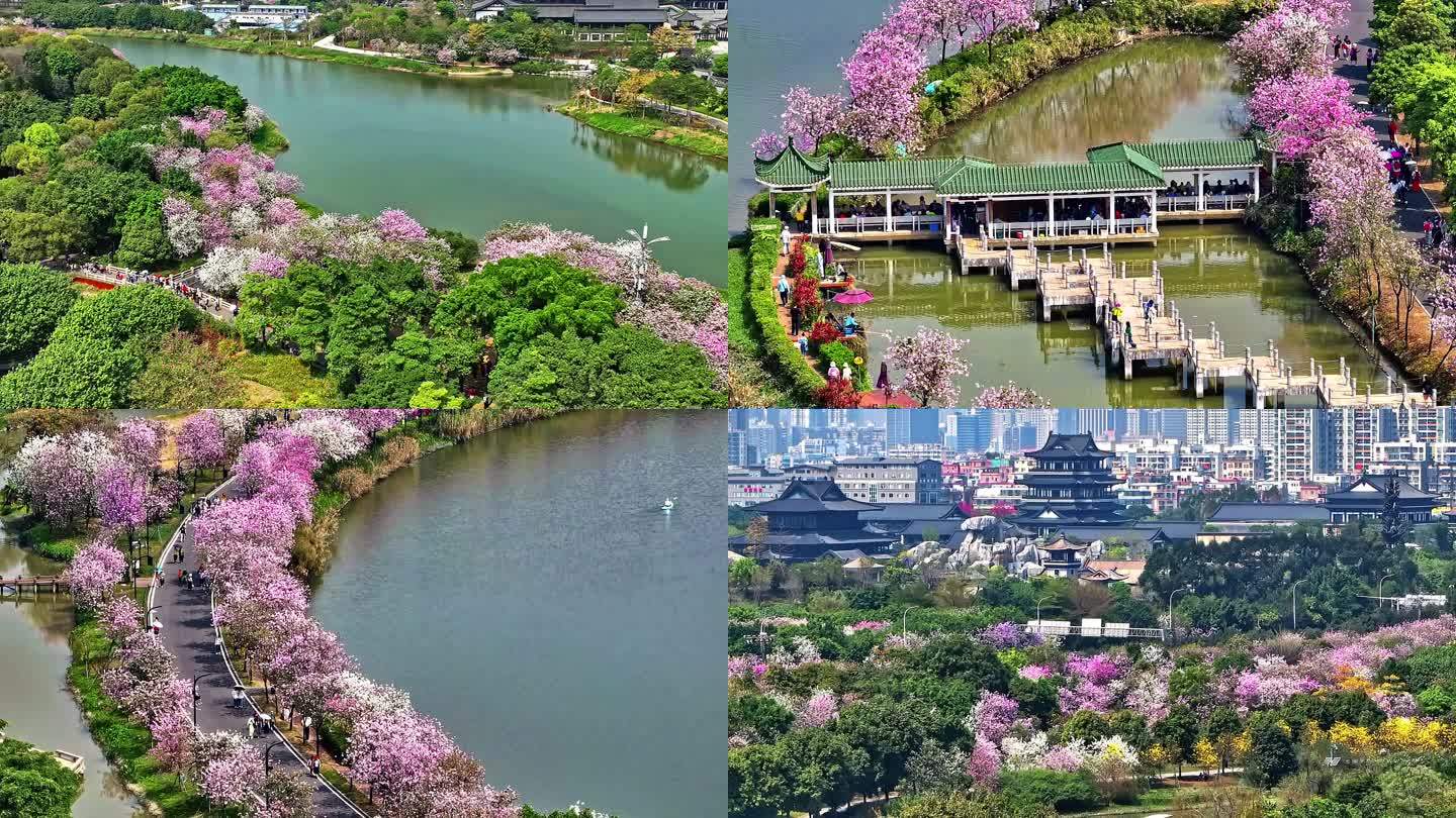 广州紫荆花