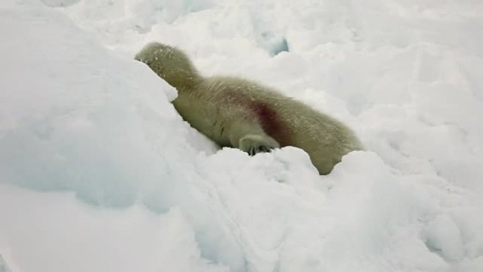俄罗斯白海冰面上的新生海豹。