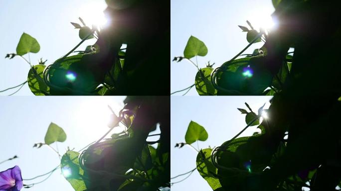 美丽的登山者在旧的木制背景木材纹理上种植茄子dulcamara，并带有剥落的油画颜料。墙老乡村房屋背