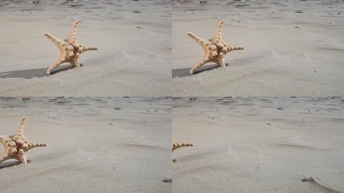 海星海星在海滩上。带电动滑块的全高清。1080p