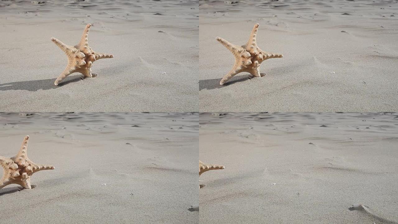 海星海星在海滩上。带电动滑块的全高清。1080p