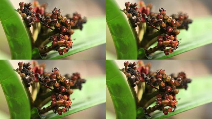 蚂蚁在花上移动