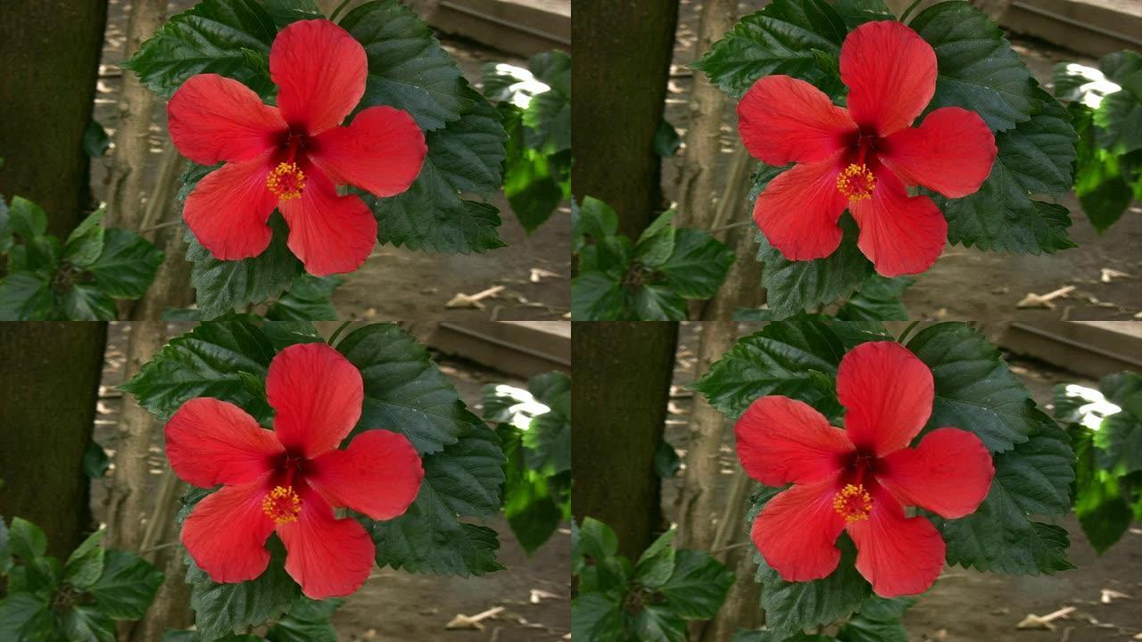 红色热带芙蓉花 (高清)