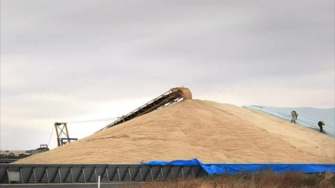 涵盖风暴的小麦收成
