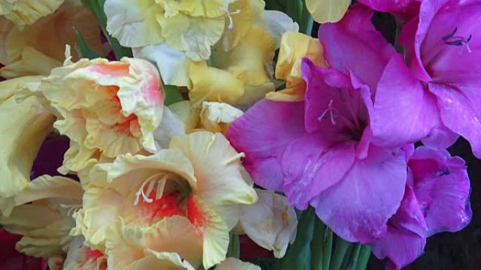 Bouquet with colorful gladiolus. Beautiful gladiol