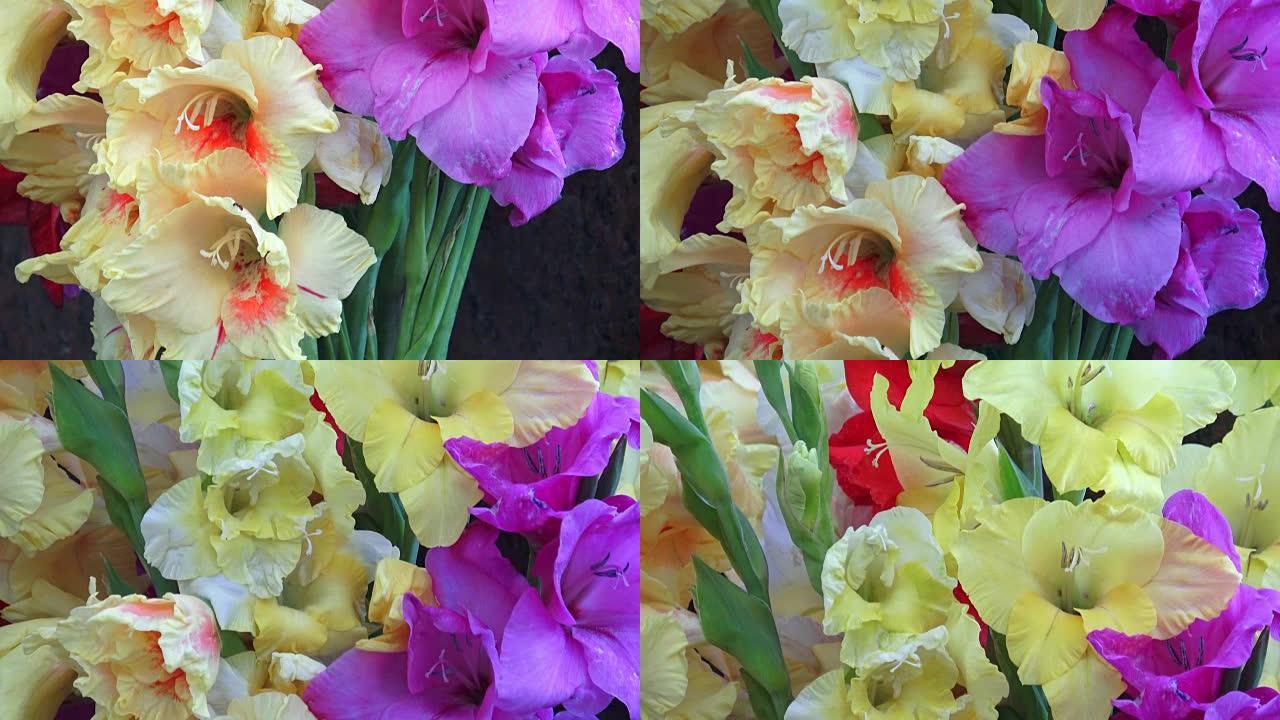 Bouquet with colorful gladiolus. Beautiful gladiol