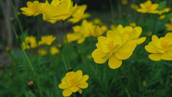 蜜蜂在宇宙和黄色星舰花的花粉中发现蜜露的视频