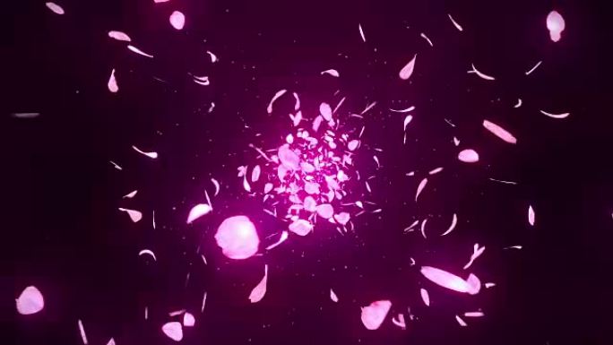 樱花花瓣落在粉红色背景上，循环闪光动画，